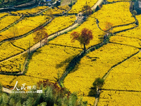 开云体育初冬时节的黟县乡村如消释幅瑰丽多彩的画卷缓缓张开-开云「中国」kaiyun网页版登录入口