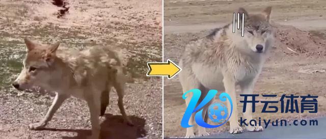 官方通报网红狼被货车压死 事件引发关心