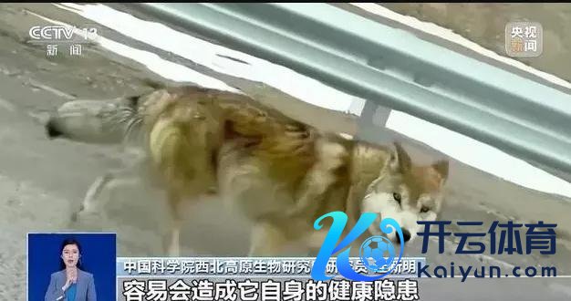 官方通报网红狼被货车压死 事件引发关心