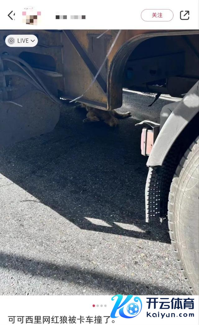 官方通报网红狼被货车压死