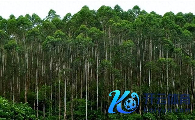 好意思日齐不种的“毒树”,中国当香饽饽越种越广,真相真的不浅薄