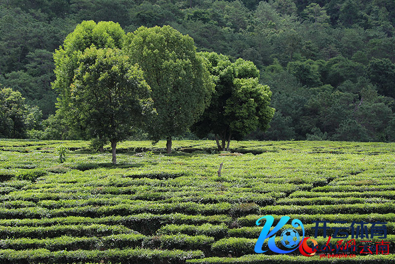 景东茶园地点。杨朝虎摄
